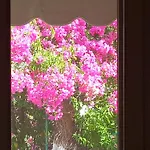 Baci Apartman *